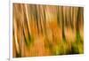 Abstract Shot of Autumnal Woodland in Grasmere, Lake District Cumbria England Uk-Tracey Whitefoot-Framed Photographic Print