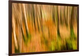 Abstract Shot of Autumnal Woodland in Grasmere, Lake District Cumbria England Uk-Tracey Whitefoot-Framed Photographic Print