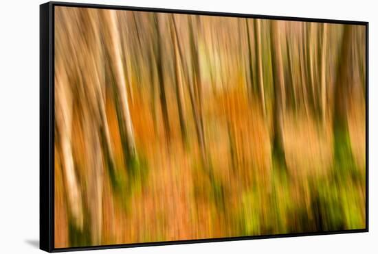 Abstract Shot of Autumnal Woodland in Grasmere, Lake District Cumbria England Uk-Tracey Whitefoot-Framed Stretched Canvas