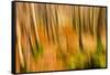 Abstract Shot of Autumnal Woodland in Grasmere, Lake District Cumbria England Uk-Tracey Whitefoot-Framed Stretched Canvas