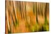 Abstract Shot of Autumnal Woodland in Grasmere, Lake District Cumbria England Uk-Tracey Whitefoot-Stretched Canvas