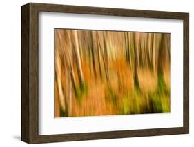 Abstract Shot of Autumnal Woodland in Grasmere, Lake District Cumbria England Uk-Tracey Whitefoot-Framed Photographic Print