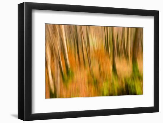 Abstract Shot of Autumnal Woodland in Grasmere, Lake District Cumbria England Uk-Tracey Whitefoot-Framed Photographic Print