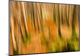 Abstract Shot of Autumnal Woodland in Grasmere, Lake District Cumbria England Uk-Tracey Whitefoot-Mounted Photographic Print