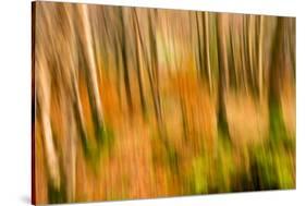 Abstract Shot of Autumnal Woodland in Grasmere, Lake District Cumbria England Uk-Tracey Whitefoot-Stretched Canvas