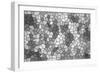 Abstract Texture of a Gray Mosaic-malven-Framed Art Print
