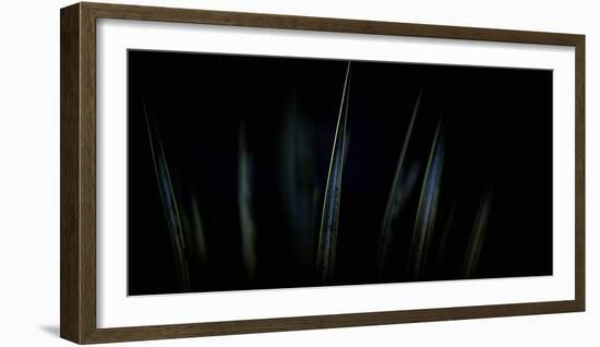 Abstract Tilted Lines and Shapes of Agave Desert Plant Leaves with Selective Soft Focus for Backgro-Sanghwan Kim-Framed Photographic Print