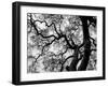 Abstract Tree Branches-Claudi Lourens-Framed Giclee Print