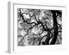 Abstract Tree Branches-Claudi Lourens-Framed Giclee Print