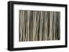 Abstract Tree Pattern, Great Smoky Mountains National Park, Tennessee-Adam Jones-Framed Photographic Print