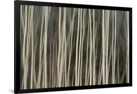 Abstract Tree Pattern, Great Smoky Mountains National Park, Tennessee-Adam Jones-Framed Photographic Print