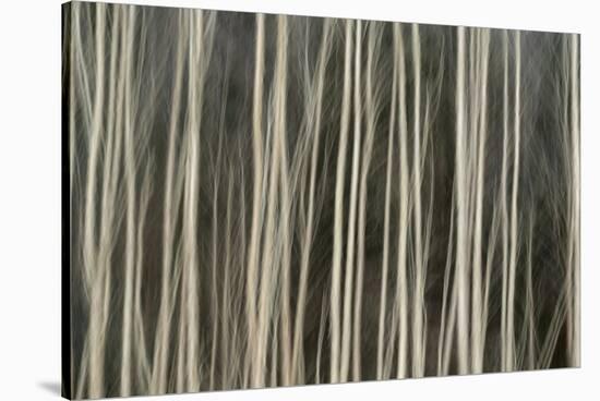 Abstract Tree Pattern, Great Smoky Mountains National Park, Tennessee-Adam Jones-Stretched Canvas