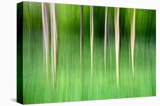 Abstract Trees-Mark Sunderland-Stretched Canvas