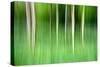 Abstract Trees-Mark Sunderland-Stretched Canvas