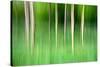 Abstract Trees-Mark Sunderland-Stretched Canvas