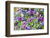 Abstract tulips, Giverny, France-Russ Bishop-Framed Photographic Print