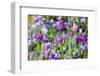 Abstract tulips, Giverny, France-Russ Bishop-Framed Photographic Print