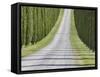 Abstract View of Cypress Trees and their Shadows across Gravel Road, Near Pienza, Tuscany-Lee Frost-Framed Stretched Canvas