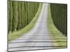 Abstract View of Cypress Trees and their Shadows across Gravel Road, Near Pienza, Tuscany-Lee Frost-Mounted Photographic Print