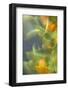 Abstract Vision I-Karyn Millet-Framed Photographic Print