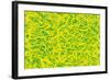 Abstract-Stessi-Framed Giclee Print