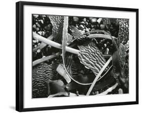 Abstraction of torn kelp blades tangled in stipes, c. 1965-Brett Weston-Framed Photographic Print