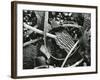 Abstraction of torn kelp blades tangled in stipes, c. 1965-Brett Weston-Framed Photographic Print