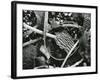 Abstraction of torn kelp blades tangled in stipes, c. 1965-Brett Weston-Framed Photographic Print