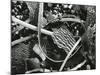 Abstraction of torn kelp blades tangled in stipes, c. 1965-Brett Weston-Mounted Photographic Print