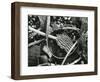 Abstraction of torn kelp blades tangled in stipes, c. 1965-Brett Weston-Framed Photographic Print