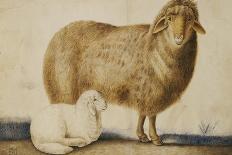 A Ewe and Her Lamb, circa 1850-Abu'l-hasan Ghaffari Kashani-Mounted Premium Giclee Print
