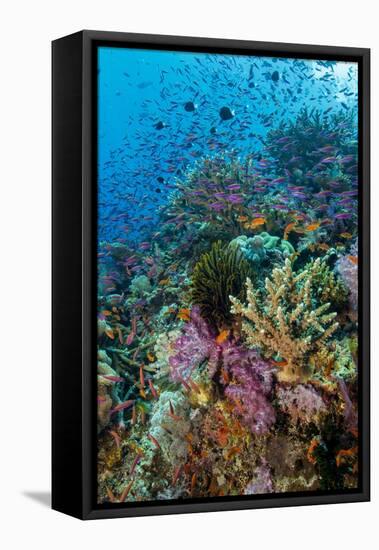 Abundance of Marine Life on a Coral Reef.-Stephen Frink-Framed Stretched Canvas