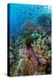 Abundance of Marine Life on a Coral Reef.-Stephen Frink-Stretched Canvas