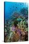 Abundance of Marine Life on a Coral Reef.-Stephen Frink-Stretched Canvas
