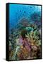 Abundance of Marine Life on a Coral Reef.-Stephen Frink-Framed Stretched Canvas