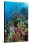 Abundance of Marine Life on a Coral Reef.-Stephen Frink-Stretched Canvas