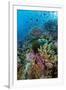 Abundance of Marine Life on a Coral Reef.-Stephen Frink-Framed Premium Photographic Print