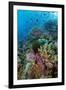 Abundance of Marine Life on a Coral Reef.-Stephen Frink-Framed Premium Photographic Print