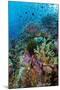 Abundance of Marine Life on a Coral Reef.-Stephen Frink-Mounted Premium Photographic Print