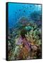 Abundance of Marine Life on a Coral Reef.-Stephen Frink-Framed Stretched Canvas