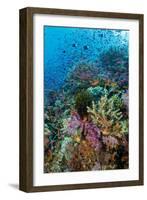 Abundance of Marine Life on a Coral Reef.-Stephen Frink-Framed Photographic Print