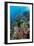 Abundance of Marine Life on a Coral Reef.-Stephen Frink-Framed Photographic Print