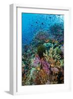 Abundance of Marine Life on a Coral Reef.-Stephen Frink-Framed Photographic Print