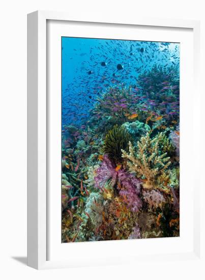 Abundance of Marine Life on a Coral Reef.-Stephen Frink-Framed Photographic Print