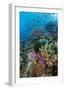 Abundance of Marine Life on a Coral Reef.-Stephen Frink-Framed Photographic Print