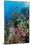 Abundance of Marine Life on a Coral Reef.-Stephen Frink-Mounted Photographic Print