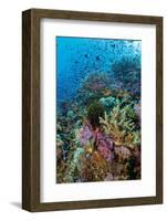 Abundance of Marine Life on a Coral Reef.-Stephen Frink-Framed Photographic Print