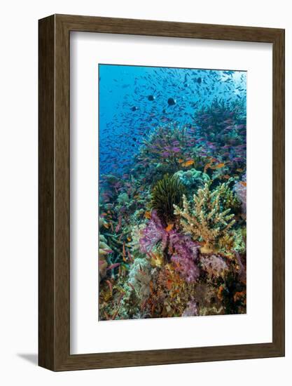 Abundance of Marine Life on a Coral Reef.-Stephen Frink-Framed Photographic Print