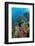 Abundance of Marine Life on a Coral Reef.-Stephen Frink-Framed Photographic Print