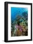 Abundance of Marine Life on a Coral Reef.-Stephen Frink-Framed Photographic Print